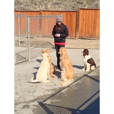 Group Dog Training Session with Certified Trainer